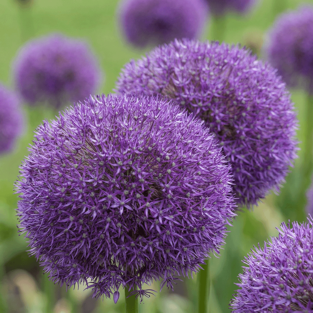 Ail d'ornement pinball wizard - 4 bulbes