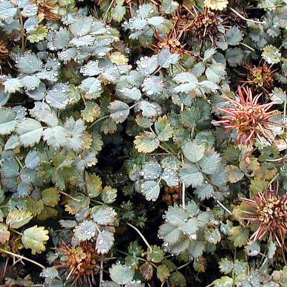 Lampourde de magellan, acaena buchananii lot de 3 godets