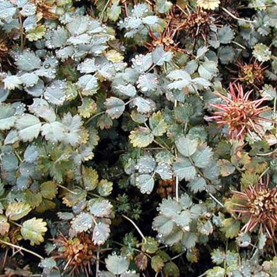Lampourde de magellan, acaena buchananii lot de 3 godets