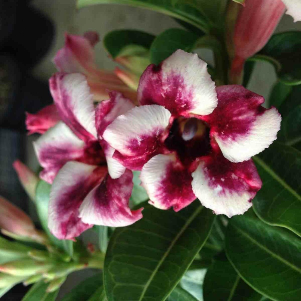 Adenium obesum cv.prakay muang caudex d'environ 300g 20/25cm