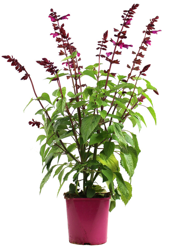 Sauge arbustive pot 2 l