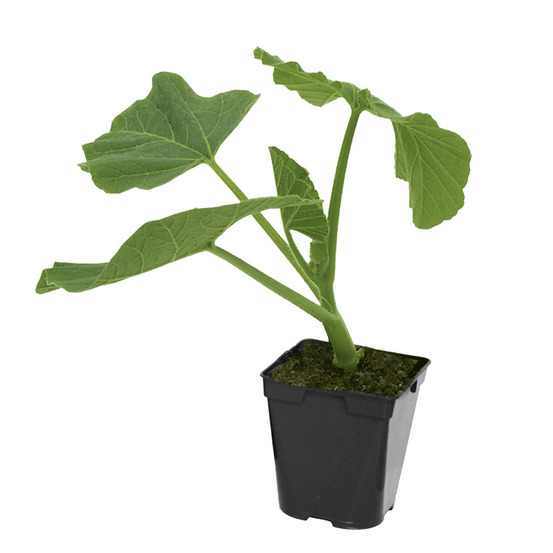 Plant de potiron rouge vif d'etampes pot 0,5 l