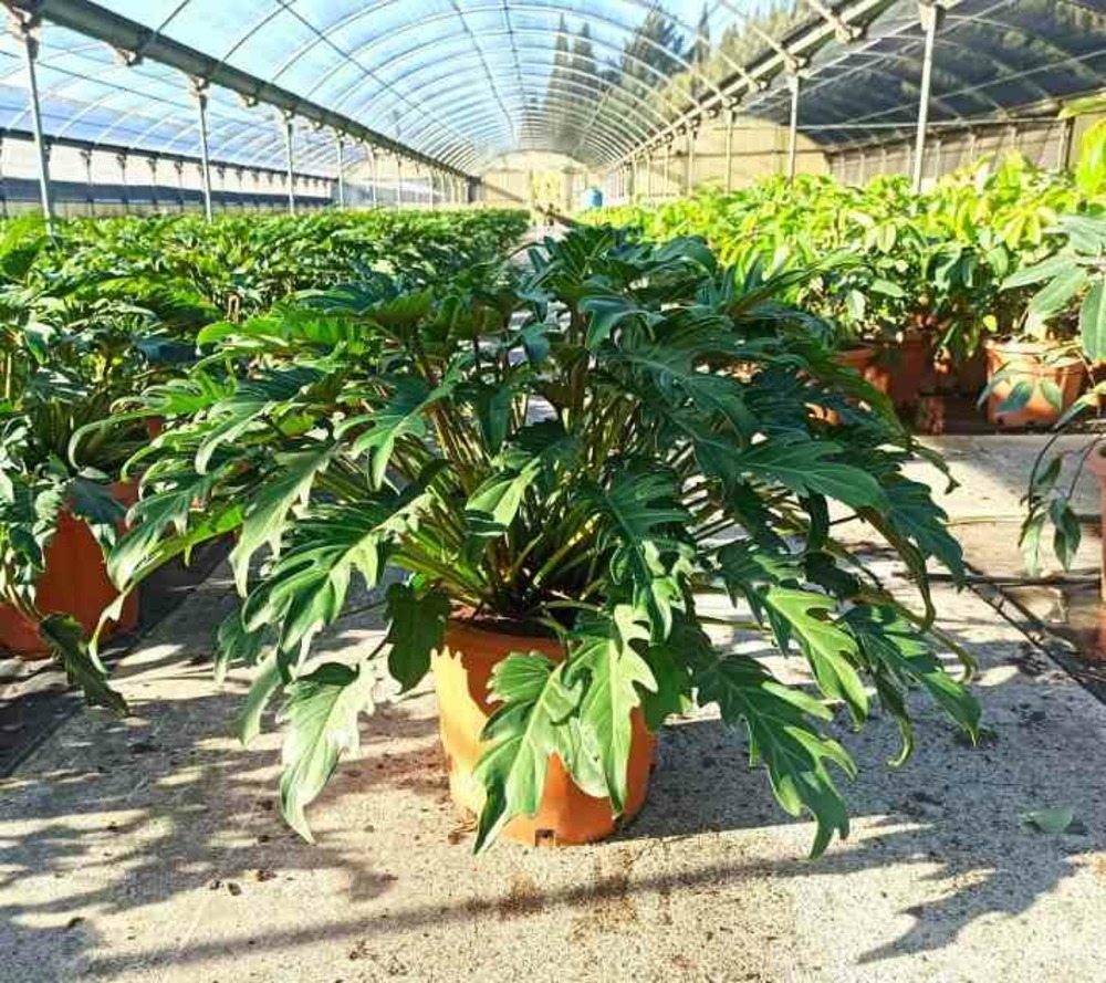 Philodendron xanadu pot de 65l - 130/150cm