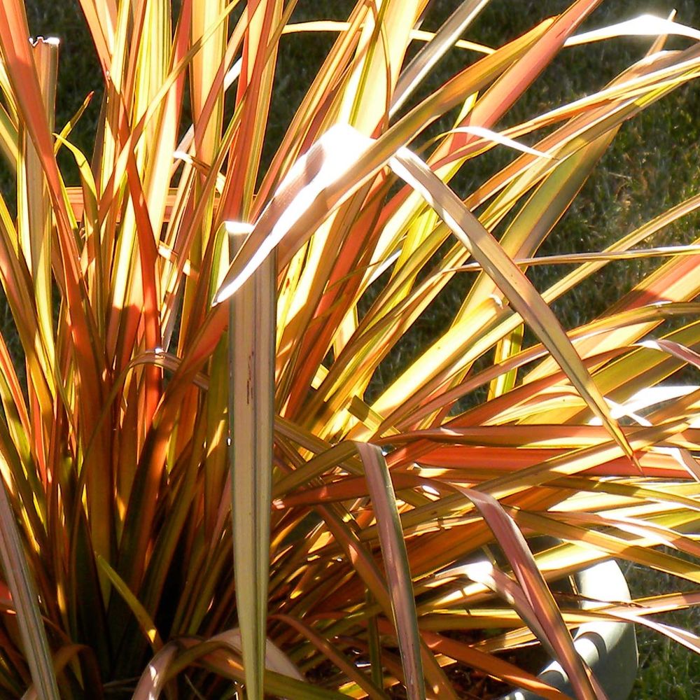 Lin de nouvelle-zélande - phormium tenax flamingo pot de 3l/4l