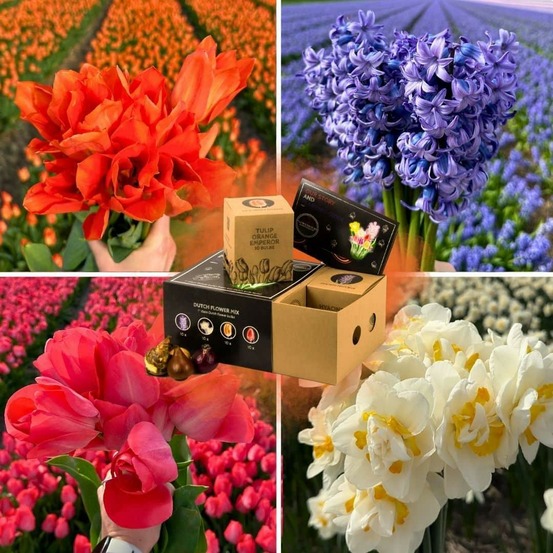 Mix hollandais - bulbes de fleurs - 40 unités pour 1 m²