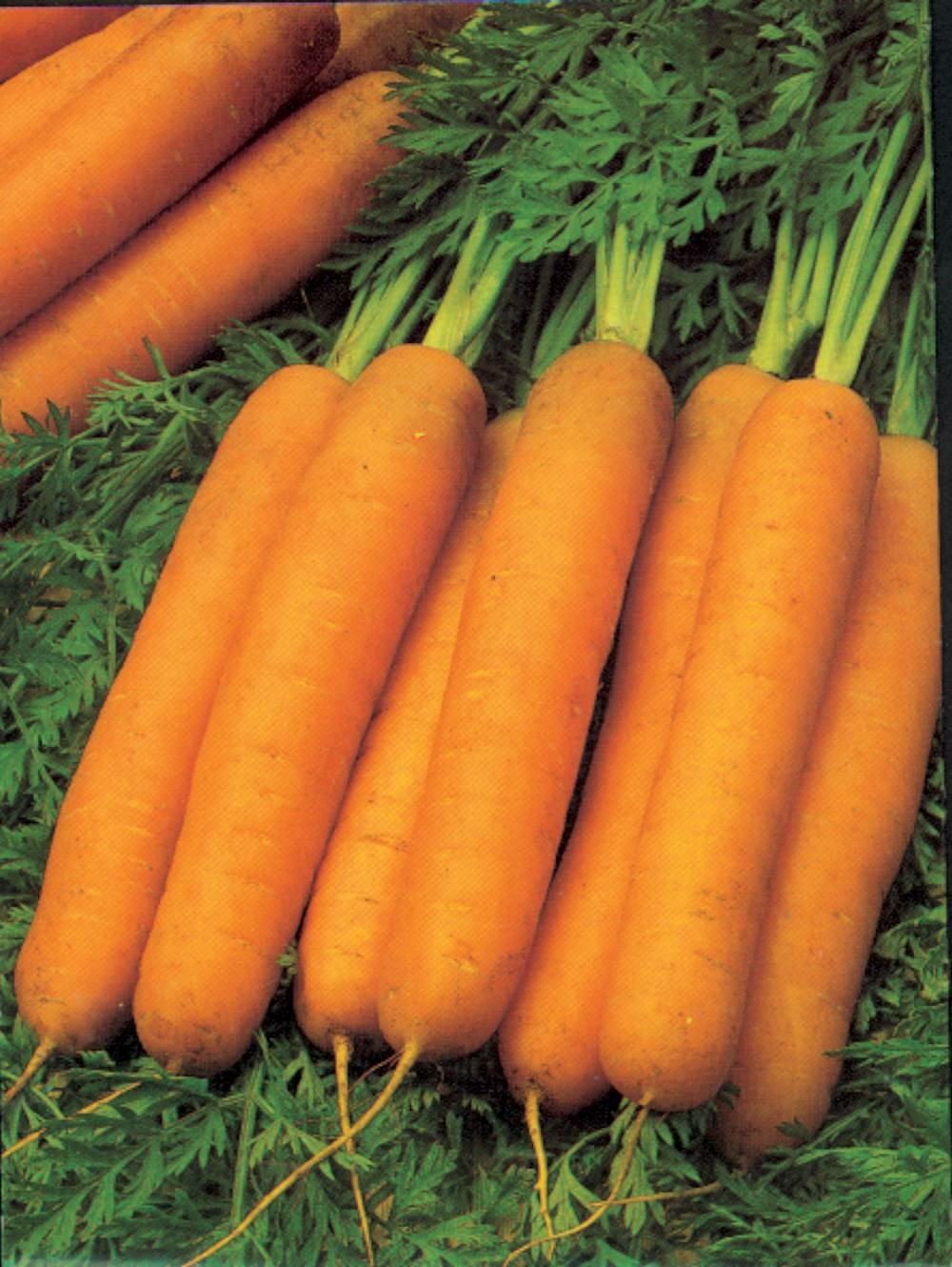 Carotte nantaise amelioree 2 naba - 5 g