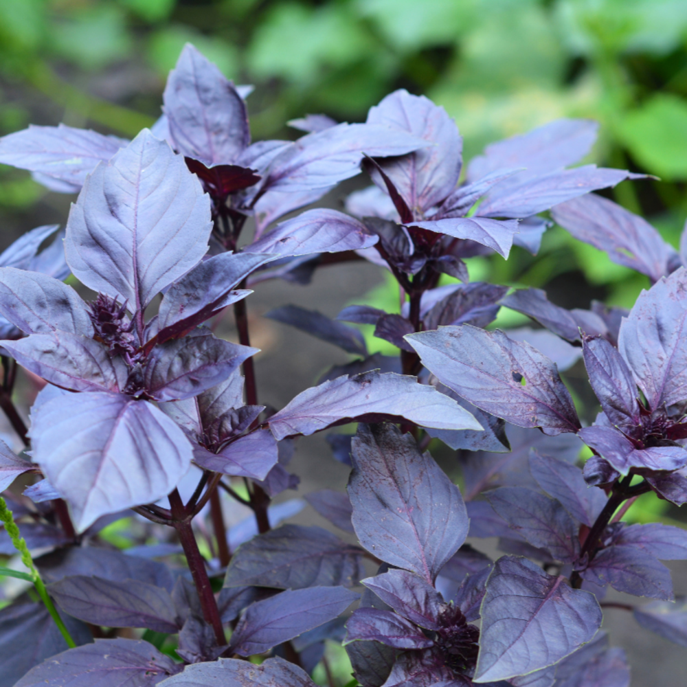 Plant patate douce beauregard pot 1l