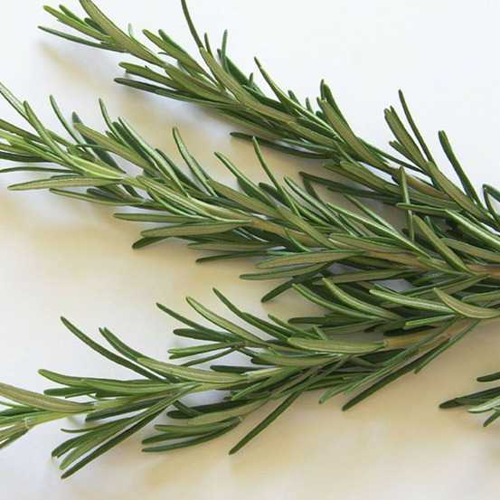 Romarin officinal pot de 3l - 20/40 cm