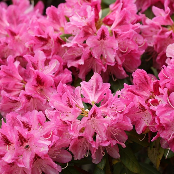 Rhododendron yakushimanum 'sneezy' pot de 2l/3l