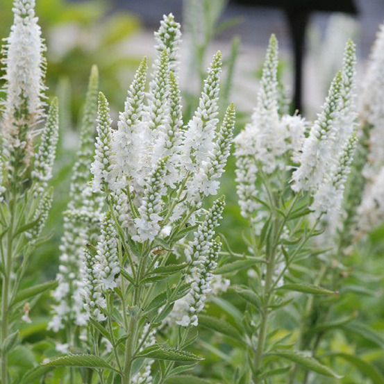 6 x véronique en épis 'alba' - veronica spicata 'alba' - godet 9cm x 9cm