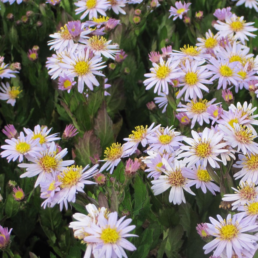 Aster 'stardust' godet de 8/9 cm