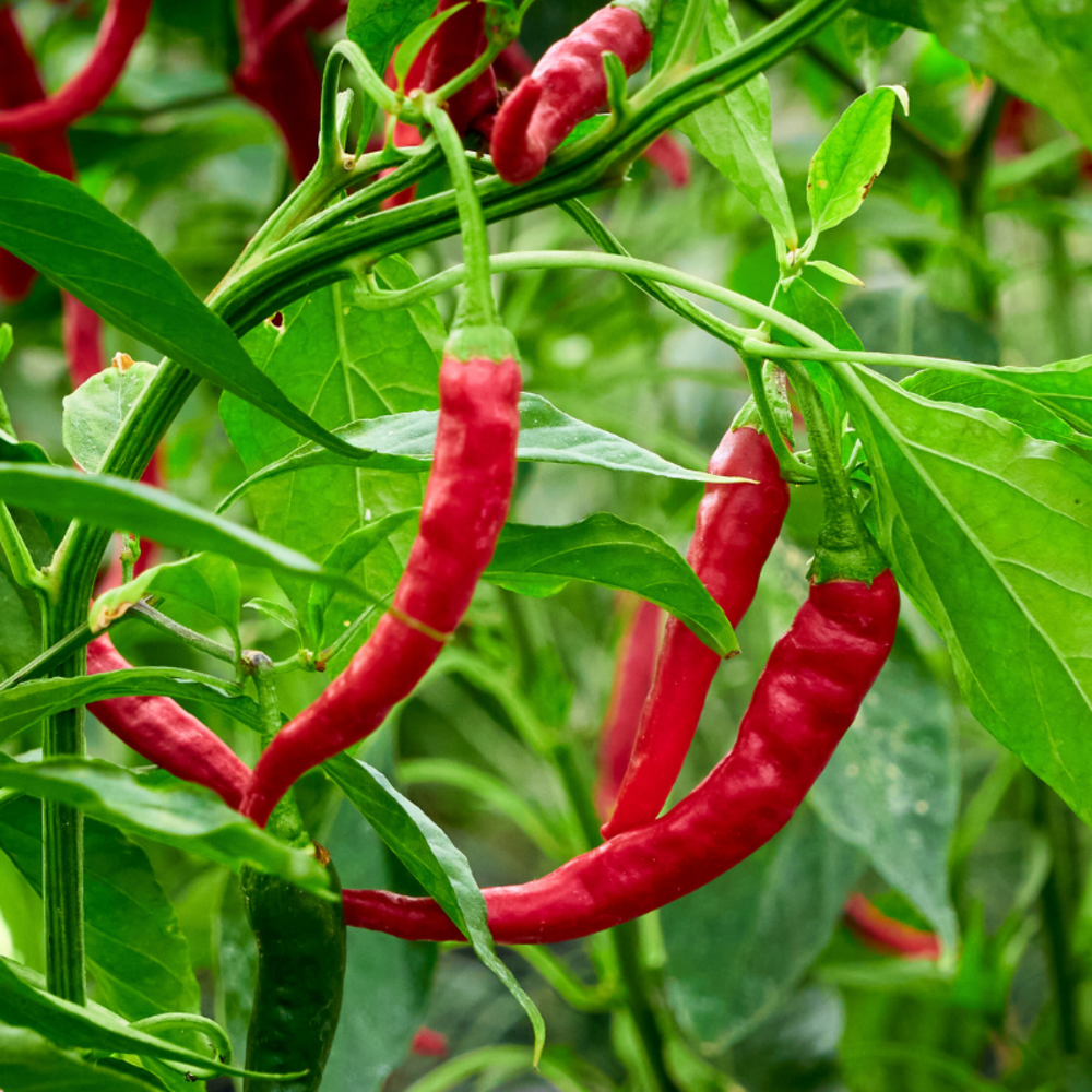 Plant piment gorria d'espelette en pot