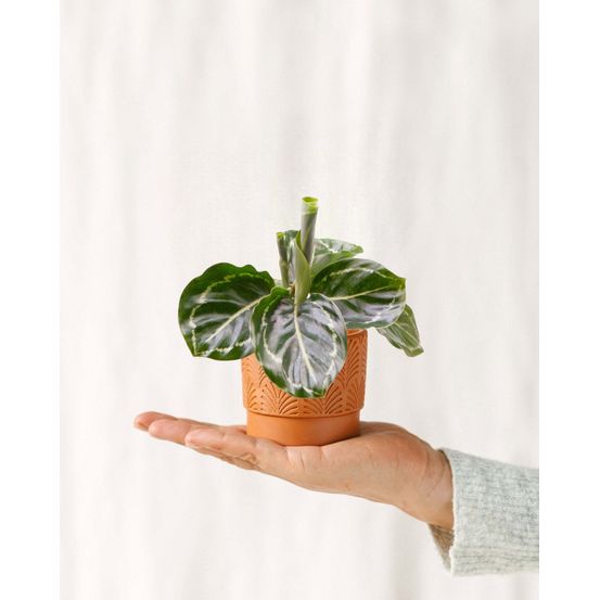 Mini calathea roseopicta green cm - plante d'intérieur