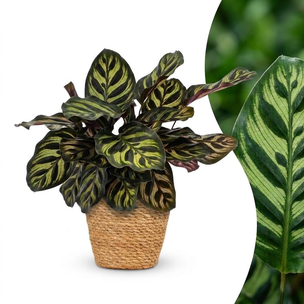 Calathea makoyana - plante paon - pot de 12cm - hauteur 25cm - plantes d'intérieur