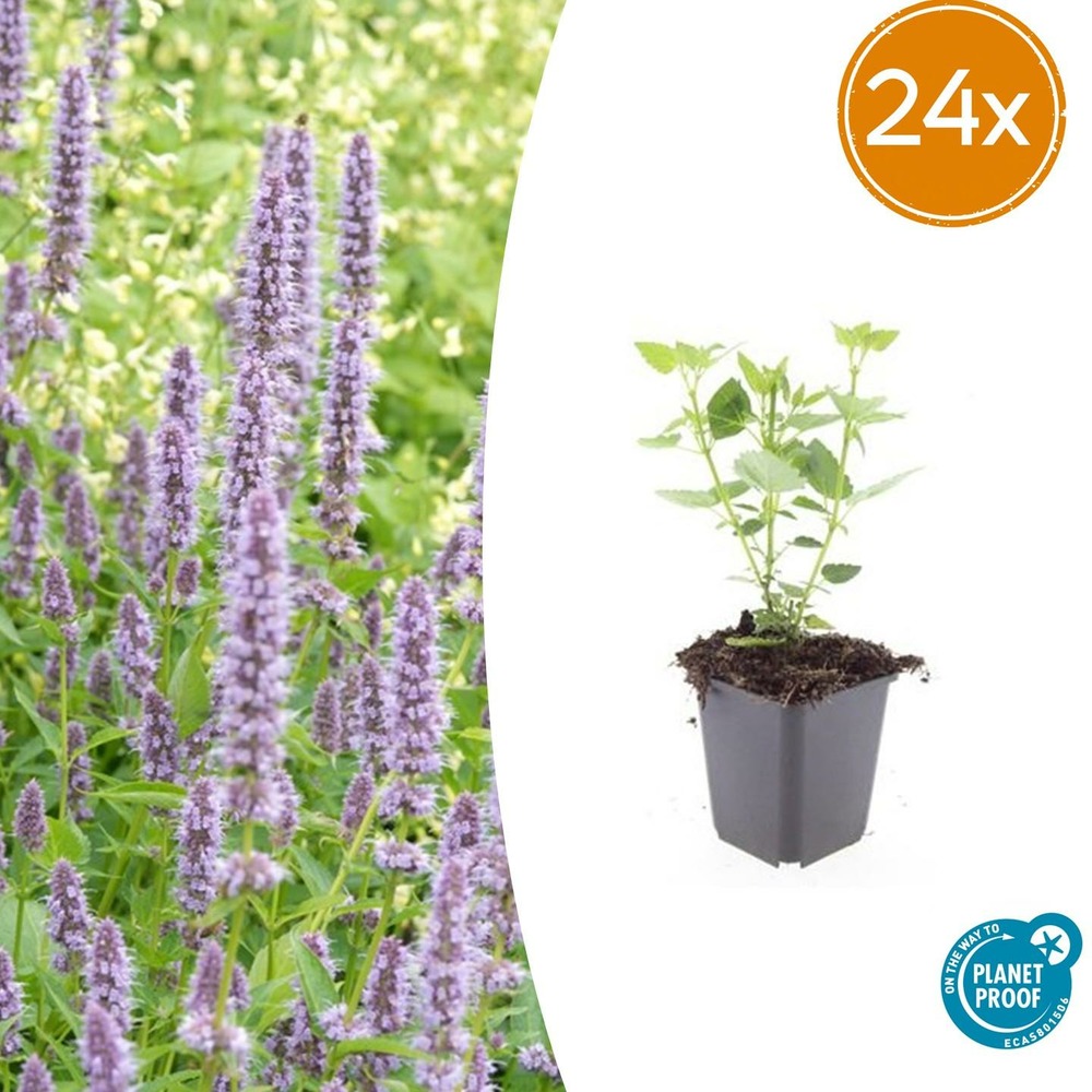 Lot de 24 - agastache 'bleu fortune' - h10-25 cm