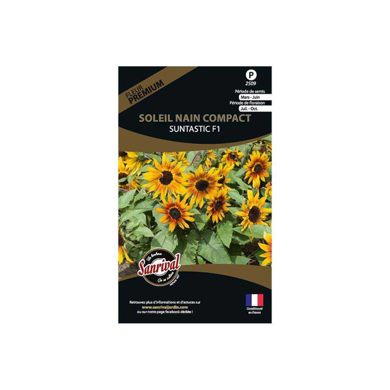 Graines de fleurs premium soleil nain compact suntastic