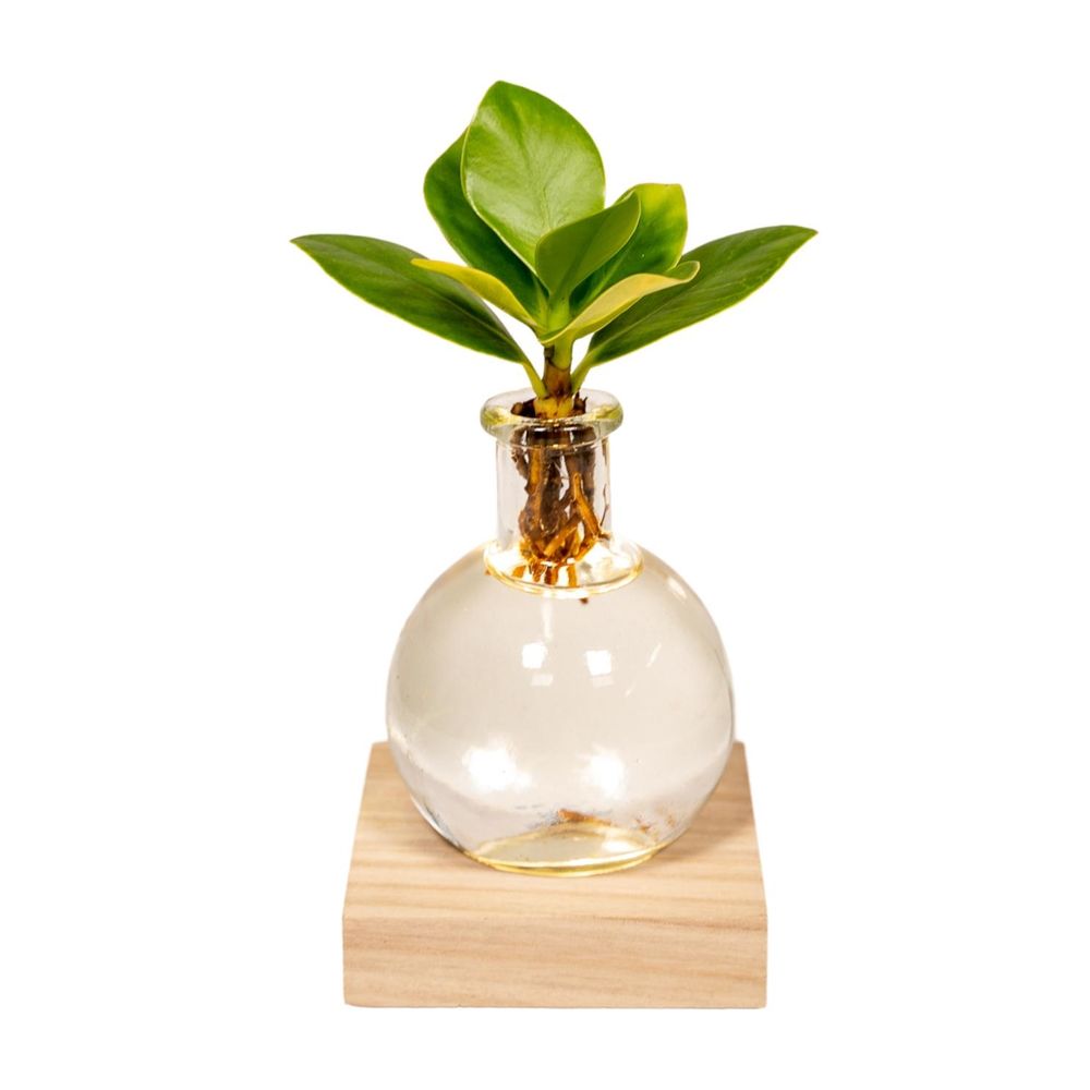 Clusia in samoa glas met led verlichting - ø4cm - ↕10cm - plantes d'intérieur
