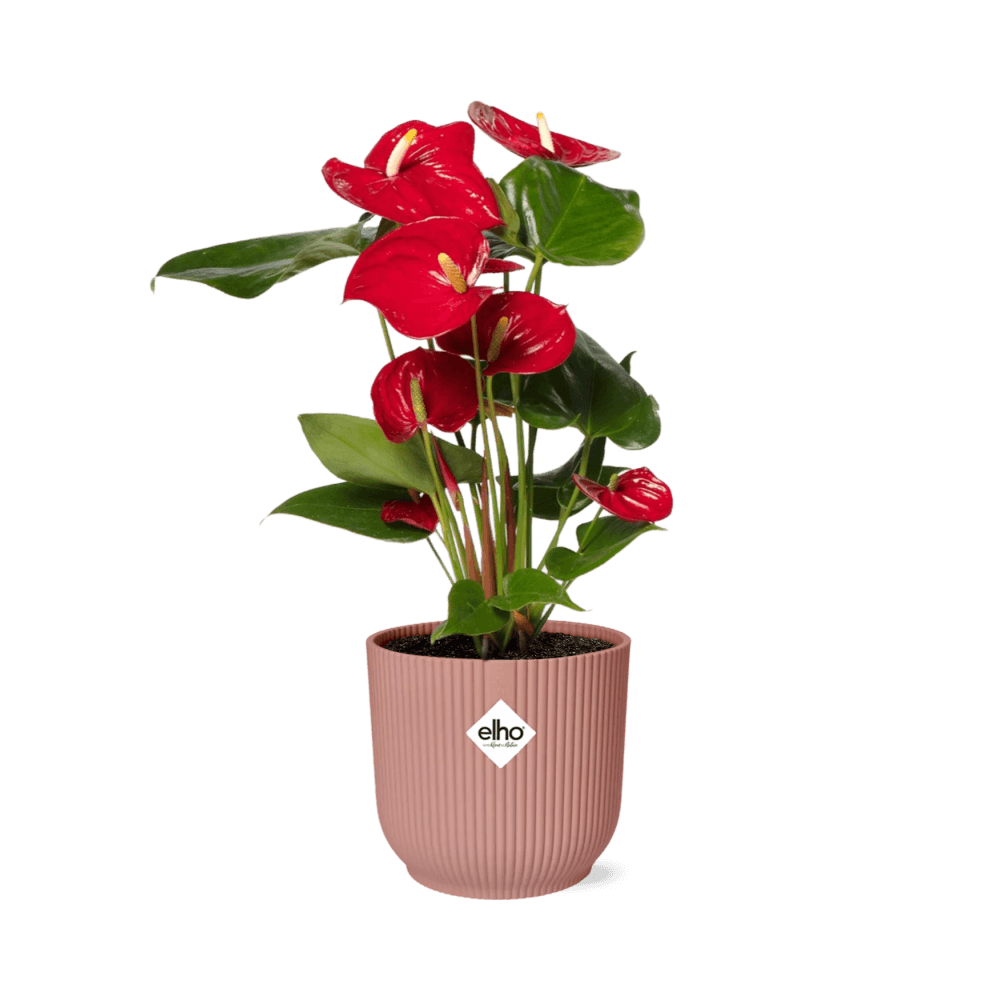 Anthurium red 12cm in elho vibes fold 14cm roze - plantes d'intérieur