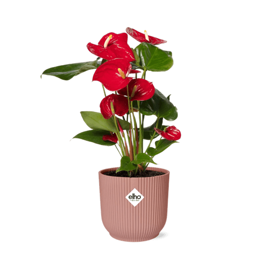 Anthurium red 12cm in elho vibes fold 14cm roze - plantes d'intérieur