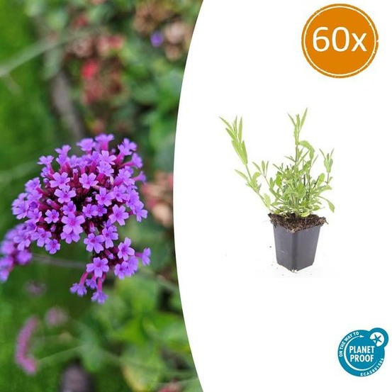 Verveine de buenos aires x60 – entre 3,75 et 5m2