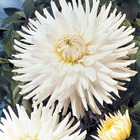 3 dahlias cactus nain white happiness - 1 - willemse, le sachet de 3 bulbes / calibre ii