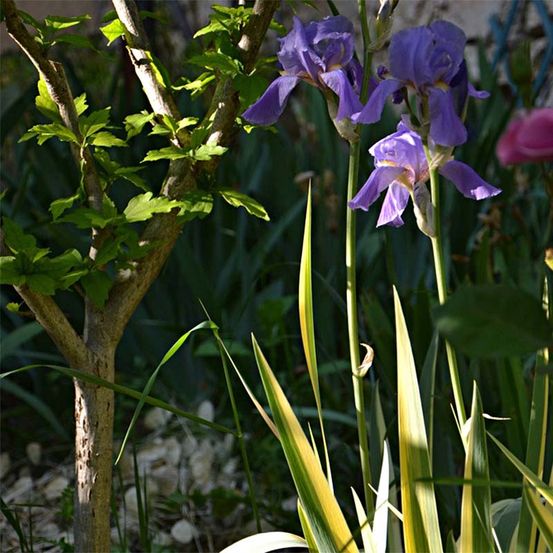 Iris pallida 'variegata' pot de 1,5l/2l