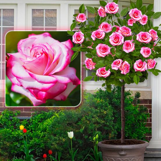 Rosier sur tige laminuette - 120 cm - pour pots et pleine terre - idéal pour balcon, terrasse, petit jardin