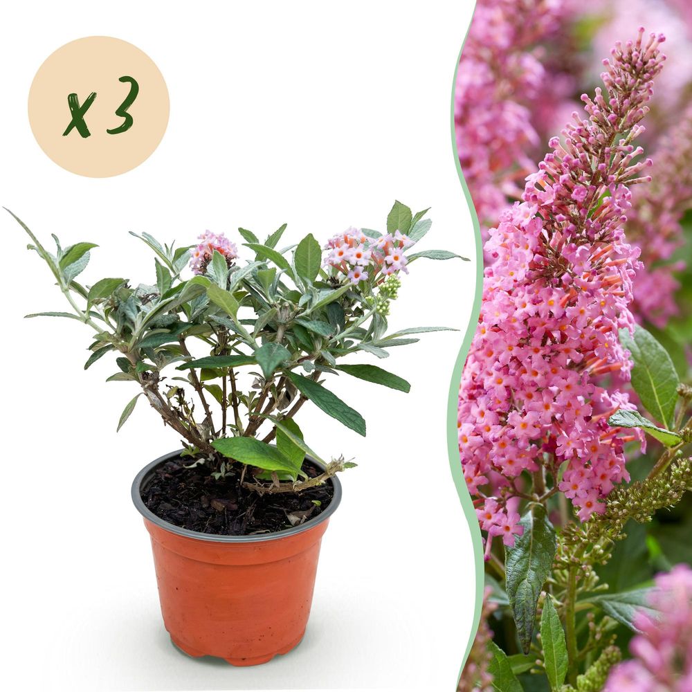 Buddleia butterfly candy little pink - 3 plants - h 20-25 cm, pot ø12 cm