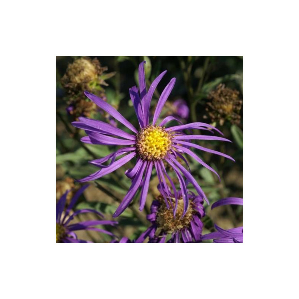 Aster d'été veilchenkönigin lot de 9 godets