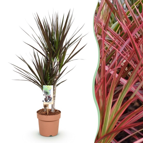 Dracaena magenta – lot de 1 – pot 17 cm – hauteur 70-80 cm