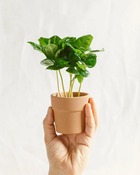 Plante d'intérieur - mini caféier arabica 17cm