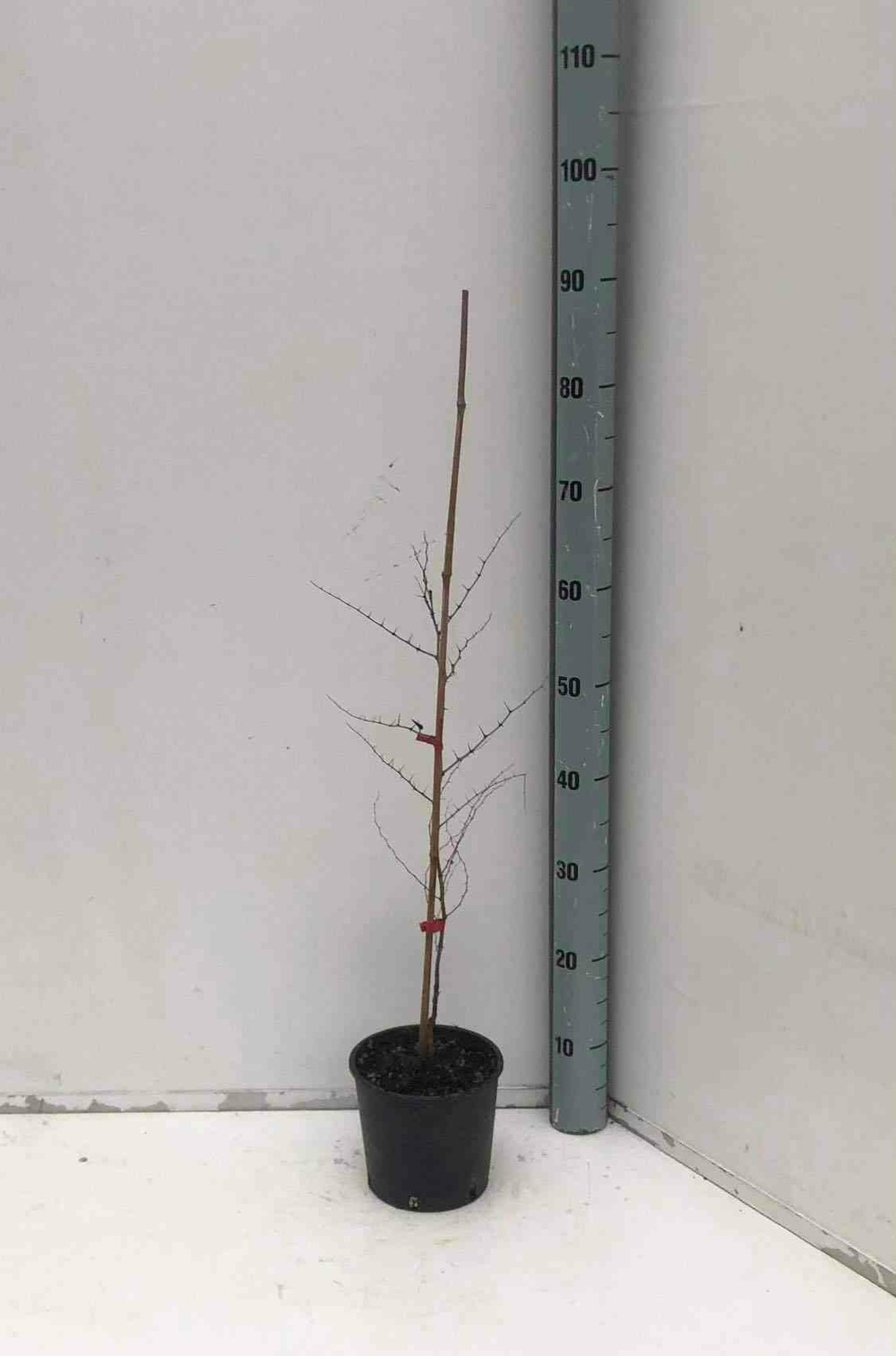 Zizyphus jujuba (jujubier, datte chinoise)- pot de 9 litres -140/160 cm