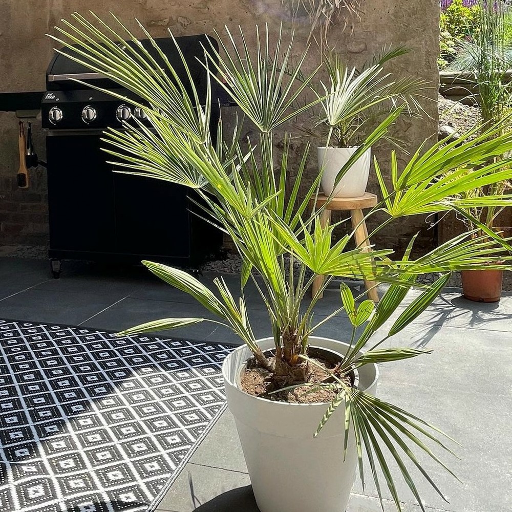10 Graines De Palmier Washingtonia Robusta à Planter, Fraîches Et Neuves