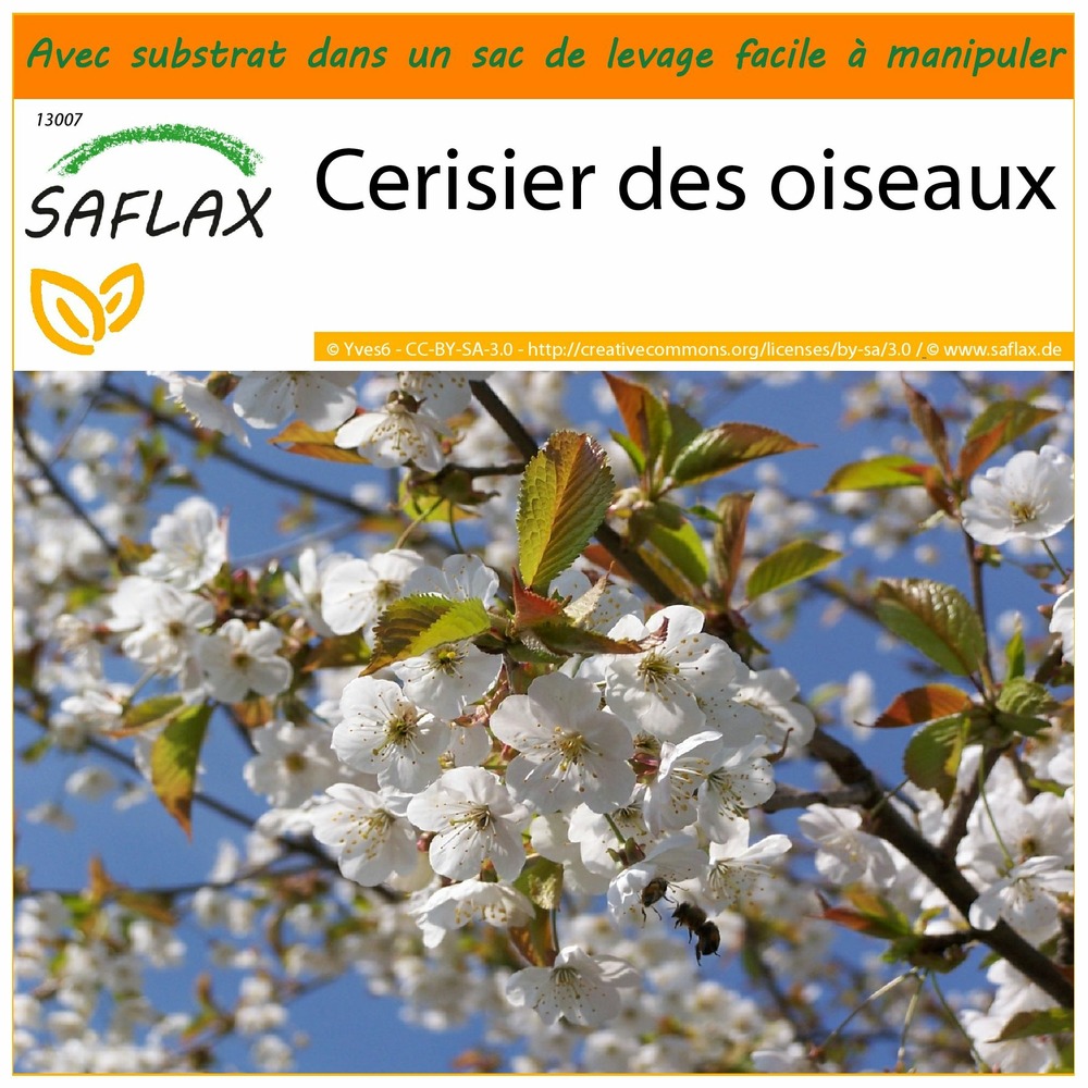 Garden in the bag - cerisier des oiseaux - 10 graines - prunus avium