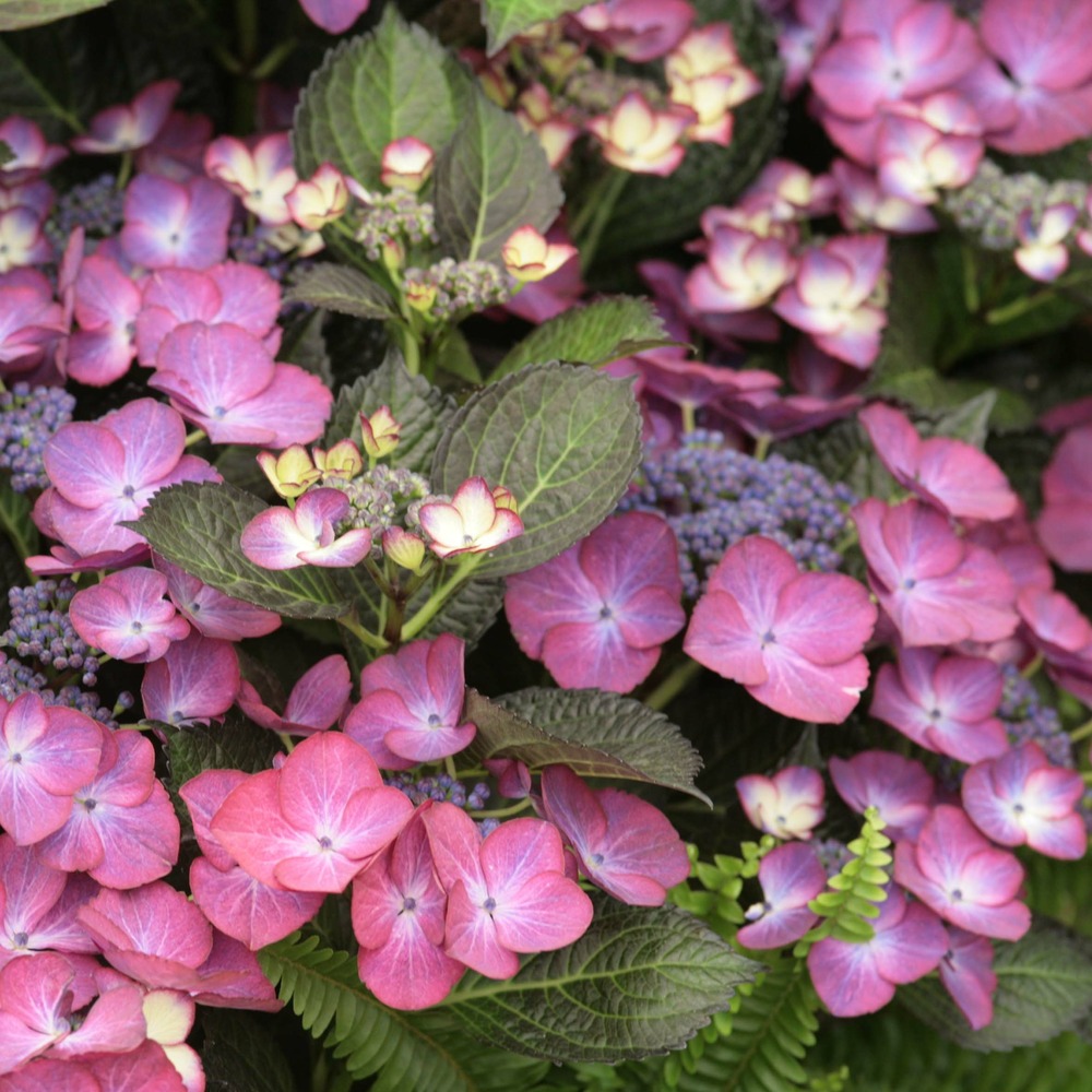 Hortensia 'dark angel purple' pot de 2l/3l
