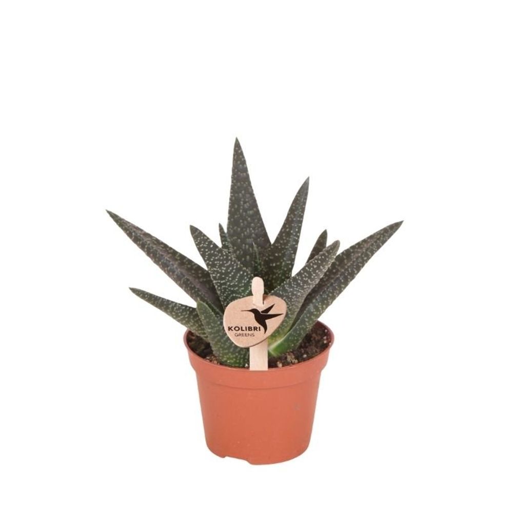 Succulente haworthia royal highness - ø6cm - ↕11cm - plantes d'intérieur