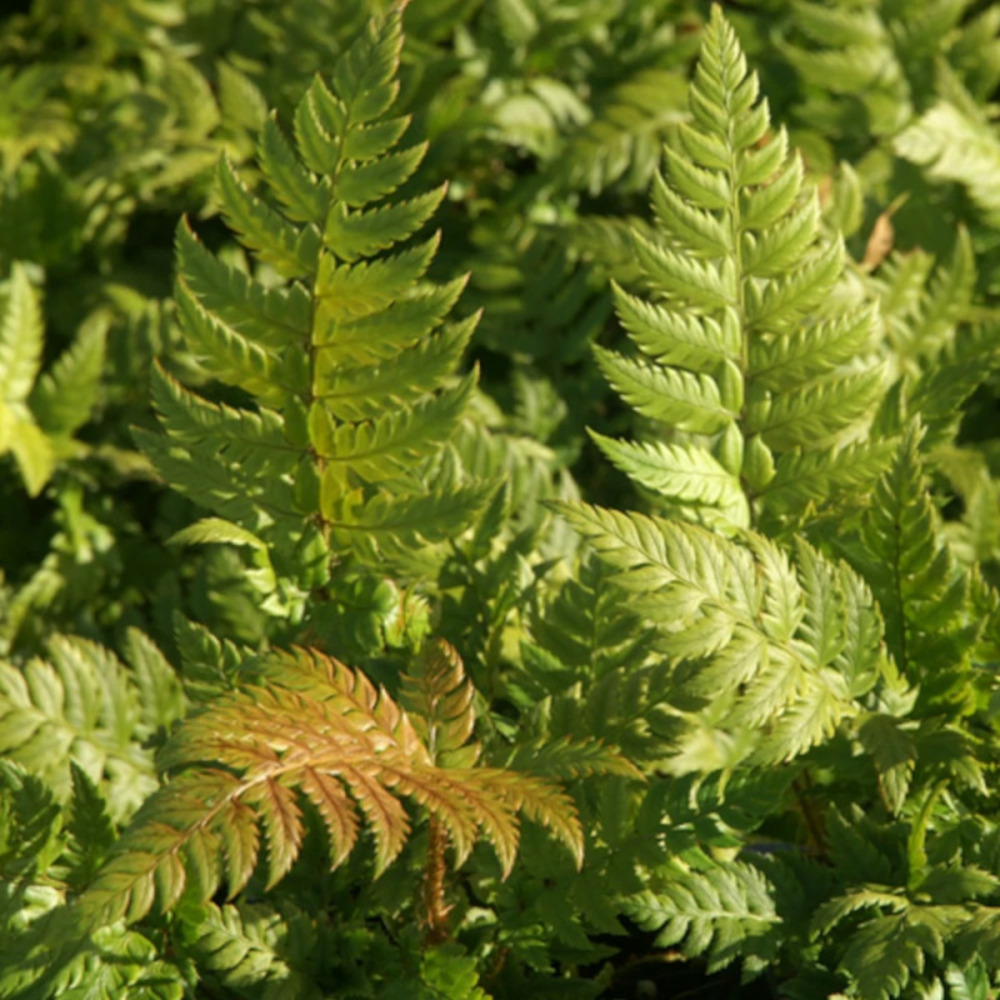 Aspidie compacte godet - 5/20 cm