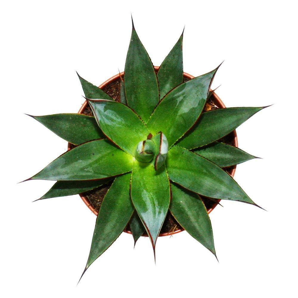 Agave 