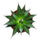 Agave "shaka zulu" - pot 15cm - plante d'intérieur succulente