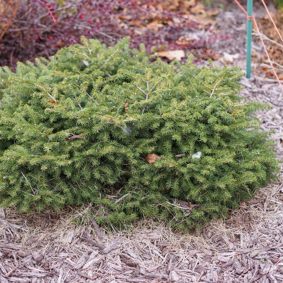 Picea abies 'nidiformis' pot de 2l/3l