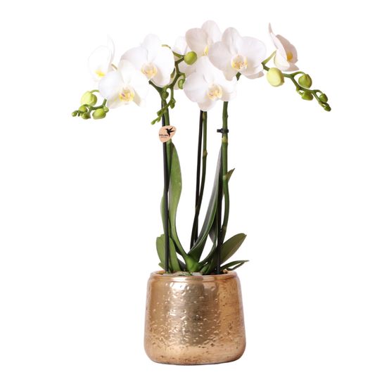Orchidée phalaenopsis 'amabilis' blanche + cache-pot doré chic - pot de 9cm - hauteur 40 cm - plantes d'intérieur