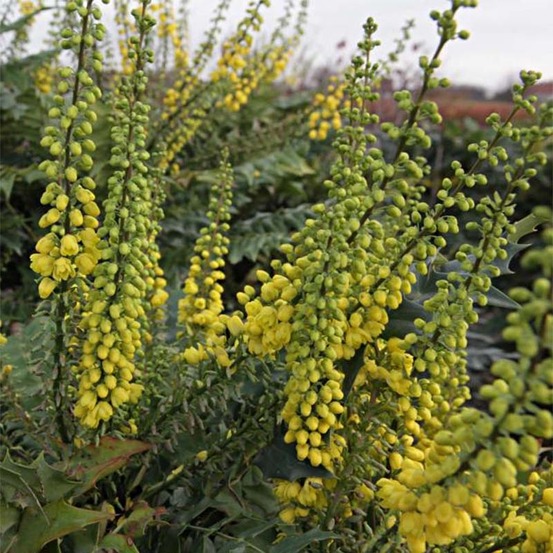 Mahonia x media 'winter sun' pot de 7,5l/10l
