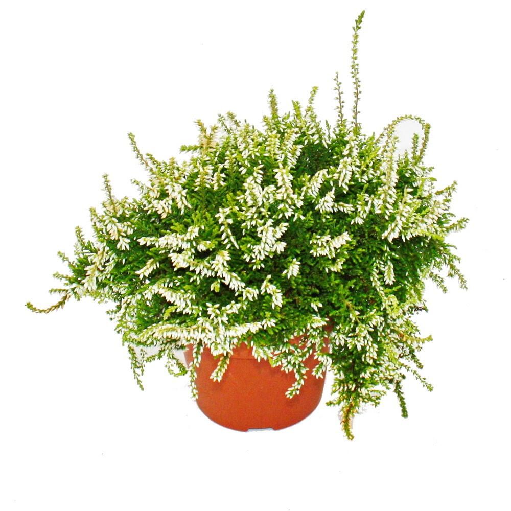 Calluna suspendue - set de 3 plantes - bruyère à balai suspendue - résistante au froid - pot de 12cm - blanc