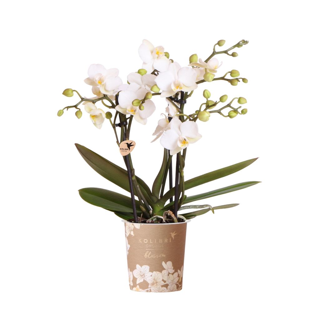 Orchidée phalaenopsis 'zurich' blanche (phalaenopsis) - pot de 9cm - plantes d'intérieur