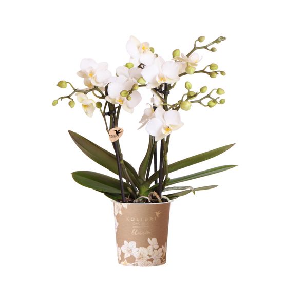 Orchidée phalaenopsis 'zurich' blanche (phalaenopsis) - pot de 9cm - plantes d'intérieur
