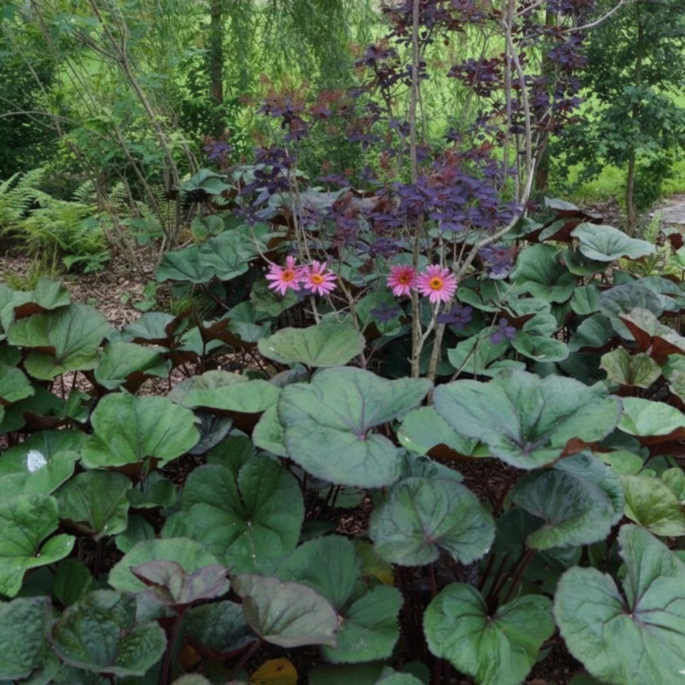 Ligulaire à feuilles dentées midnight lady godet - 5/20 cm