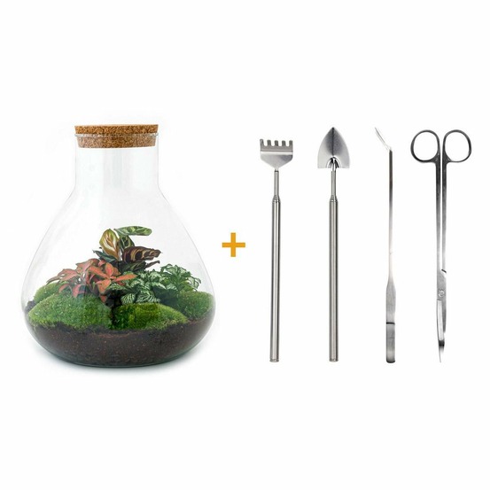 Kit terrarium diy - samos sans led calathea + fittonia rouge et verte - pelle + rateau + pince + ciseau