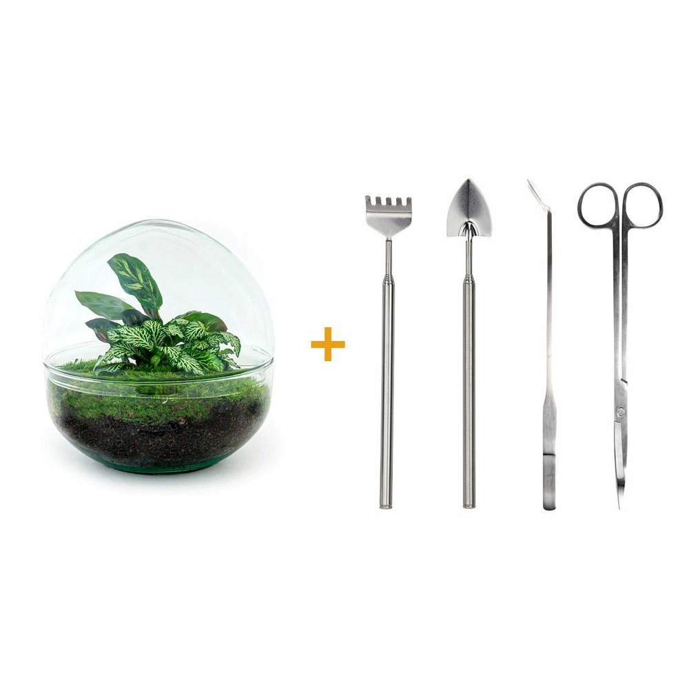 Kit terrarium diy - dome calathea/fittonia verte - rateau + pelle + pince + ciseaux