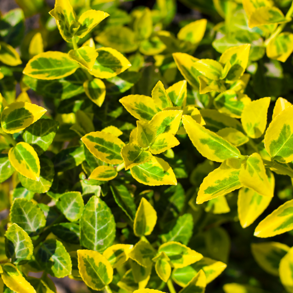 Fusain emerald gold - euonymus emerald gold pot 23cm