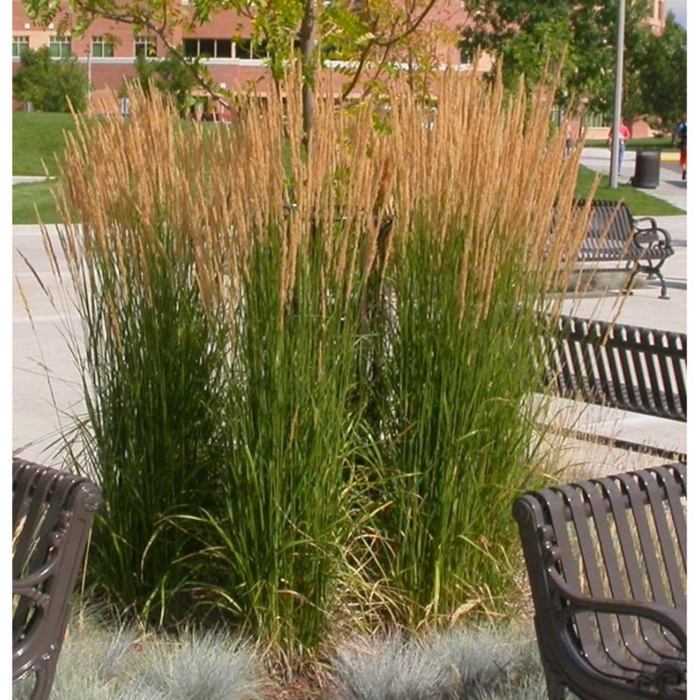 Calamagrostis karl foerster lot de 9 godets